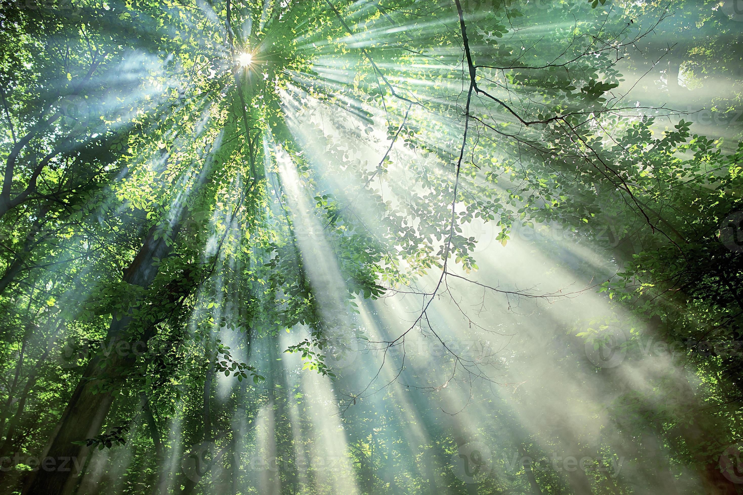 Light In the Trees